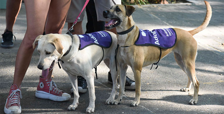 Jornada de Adopción de Mascotas